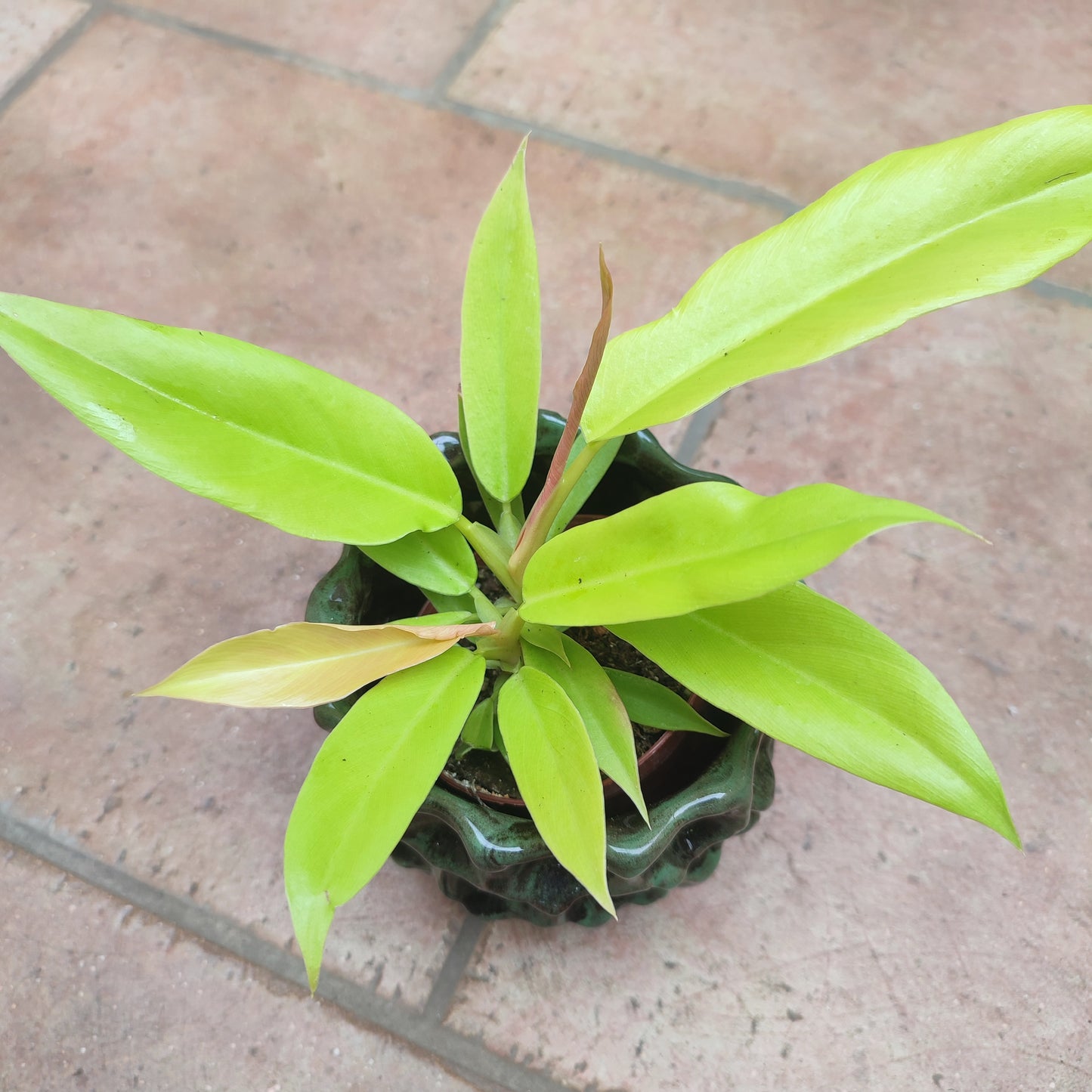 Philodendron Golden Saw